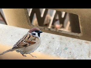 Mother Sparrow Feeds Her Babies in Nest | Heartwarming Close-Up!