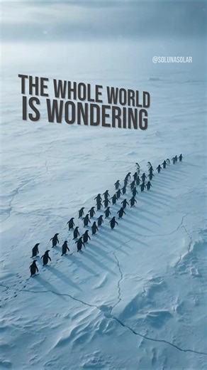 El destino del pingüino: ¡Soluna Solar lo guía!