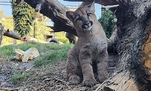 Oakland Zoo launches mountain lion CubCam to watch ‘Maple’ and ‘Willow’