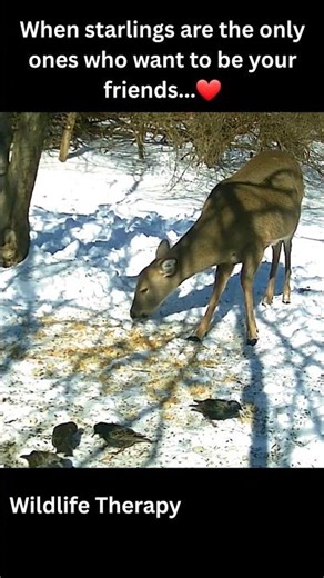 When Starlings Are the Only Ones Who Stay 🐦🦌