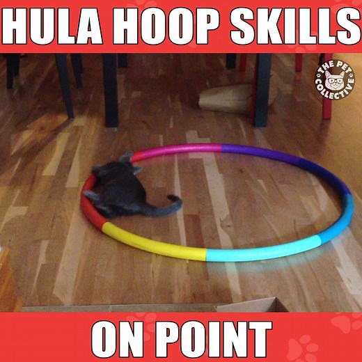 Learn from the best: | The Pet Collective