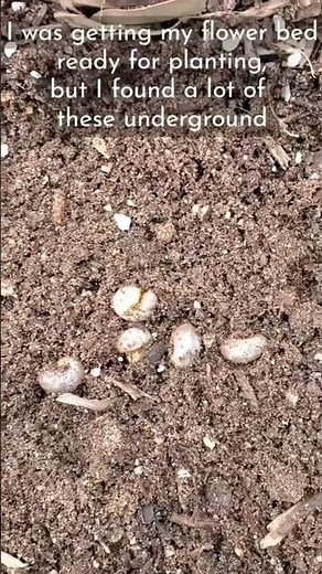 What Are These Fat Grubs in My Soil? #shorts #gardeningforbeginners #gardenpests