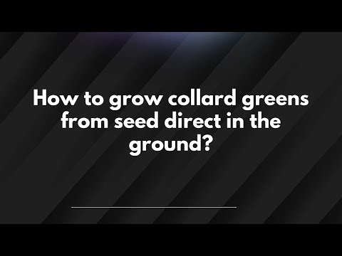 How to grow collard greens from seed direct in the ground?