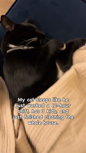 The Comfortable Life of Cats: No Rent, Full Bowls