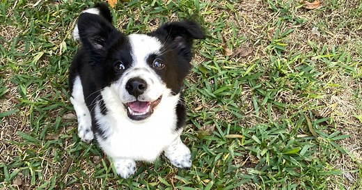 New Texas law in effect Jan. 18 lays out rules for tethering dogs outside