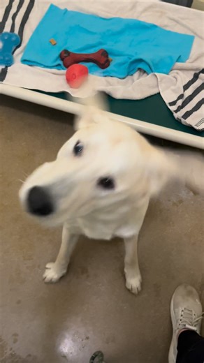 95K views · 4.7K reactions | How sweet is this face?!  Nikko is a 1.5 year old mixed breed, super dog friendly and gentle! Someone give him a home for Christmas❤️ | Hill Country SPCA | Facebook