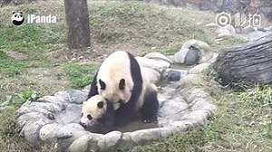 16K views · 966 reactions | Baby Panda refuses to take a bath! Who doesn't like the cuteness of Pandas, a symbol of Chinese culture. Caught on film, this baby panda just can't stand being cleaned by his mom! | China Plus Culture | Facebook