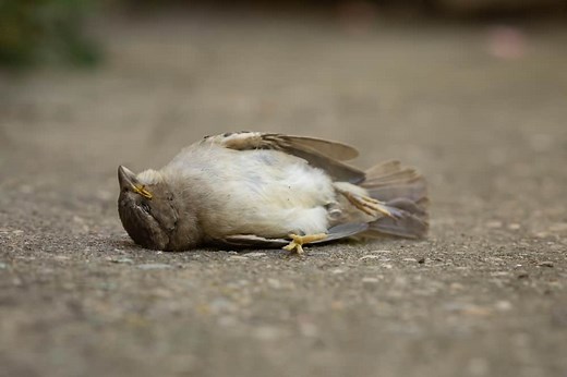 Que significa encontrar un pájaro muerto en tu casa, carro o calle