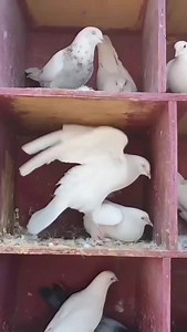 3K views · 67 reactions | BEST SUPPLEMENTS FOR PIGEON BREEDING Super Breeding Kit | Kabooter world | Facebook