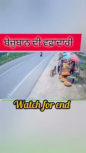 2 ਰੋਟੀਆਂ ਦਾ ਕਰਜ਼ 👍🙏#ytshorts #trending #viral #youtube #dogshorts #doglife #song
