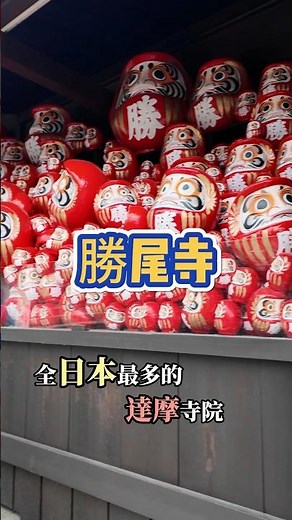 全日本最多達摩的寺院 : 勝尾寺 ❤️是一座擁有1300年歷史的古老寺院！勝尾寺的達摩文化非常有名 😍很多人會把小達摩放在寺裡的各個角落！變成一種很有趣的景象 😂 #shorts