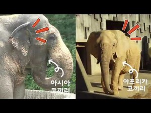 쥬니어네이버 사파리-코끼리