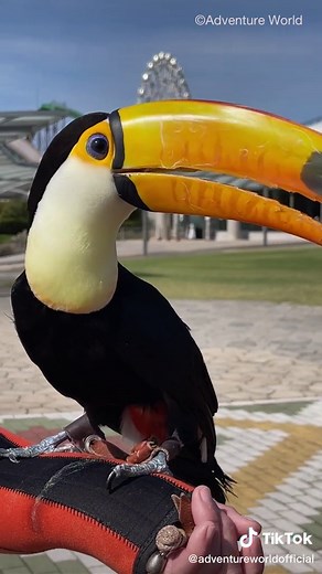 オニオオハシとの不思議な出会い