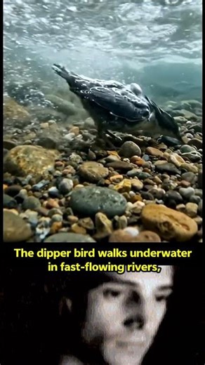 Nature’s Engineering Is Still Beyond Human Technology #shorts #nature