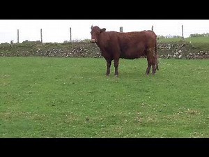 1.8K views · 4 comments | Organic Beef Shorthorn X Cows  ✅Calves at...