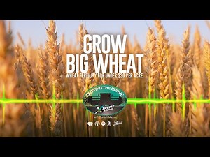 Farming Podcast | How To Grow Big Wheat For Under $30 Per Acre