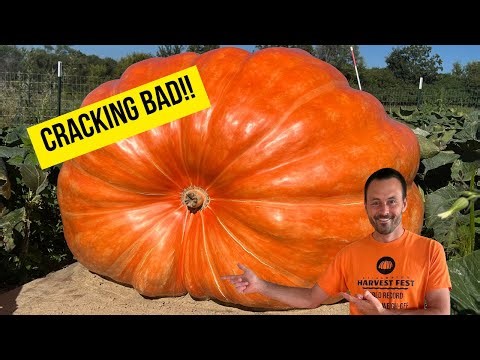 Giant Pumpkin Cracks—Can It Hold Together?