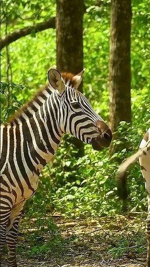 One of the unique features of zebras is that they use their voices and tails to communicate 🦓🌴5