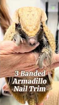 Can you trim an armadillo's nails? Watch this! 🦔 #Veterinarian #ArmadilloLove #VetMed