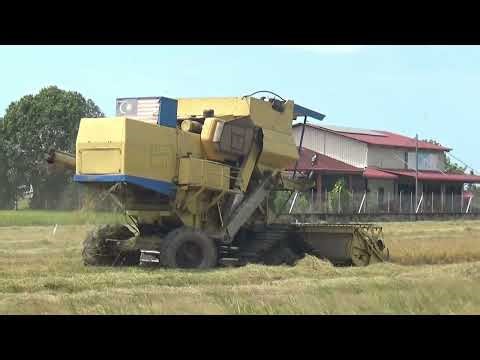 MESIN PADI MENUAI PADI TENGAH HARI DI YAN KEDAH 2026