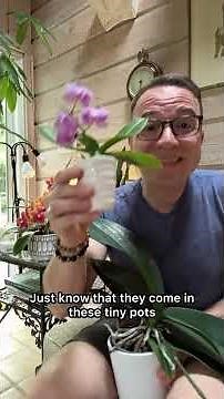 Mini Phalaenopsis orchid care