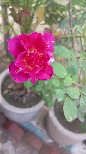 Why Red Roses Are So Popular? Amazing Facts