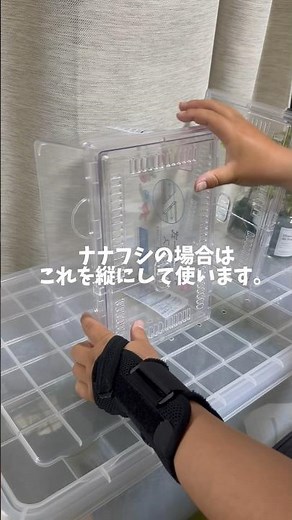ナナフシ飼育