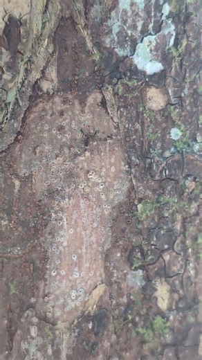 Malaysian Pseudoscorpion - wait for it!!! #scorpion #tiny #holiday