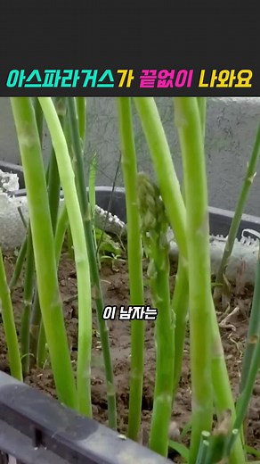 단기간에 굵고 튼튼한 아스파라거스를 키울수있는 천재적인 비법 #텃밭 #농사 #전원생활 #노하우 #자급자족