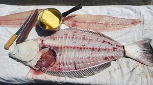 I caught a monster halibut! 🎣 | Fisherman's Life