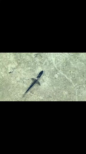 Fascinating Tripod Fish Facts | Deep Sea Creatures Explained