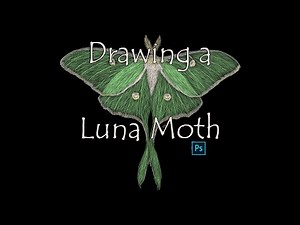 How to Draw a Luna Moth