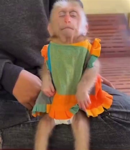 Out Of Context Monkeys (@Contextmonkeyz) on X