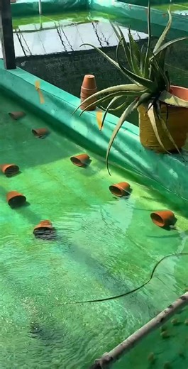 hendrix backyard on Instagram: "mass breeding pollar parrot fish #aquariumhobby #reelsfacebook #aquarium"