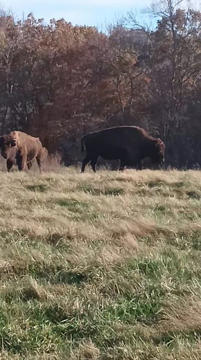 The deer isn't moving but the buffalo are | Michael Latham
