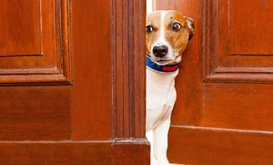 Do Dog Adaptil Diffusers Really Work? Get the Facts Here!