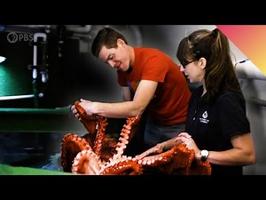 My Date With A Giant Pacific Octopus!