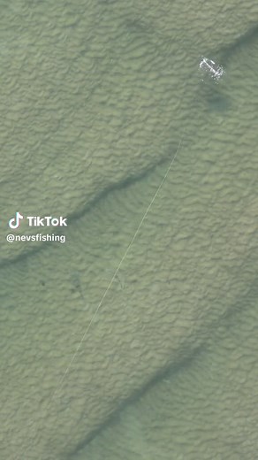 Giant fish follows and hits my lure!! #fyp #foryou #fishing #flathead #fish Full video on YouTube :)