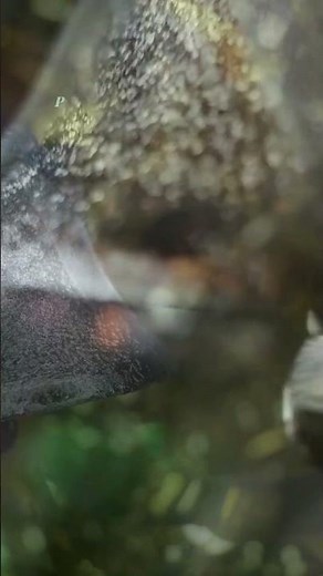 The King Is Here 👑 | Ring the Bells – Worship Forever Christmas Song