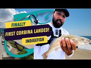 First Corbina Landed! Light Tackle Surf Fishing Success