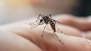 Mosquito-Mukt India: What Makes Mosquitoes Suck Blood, Doctor Explains