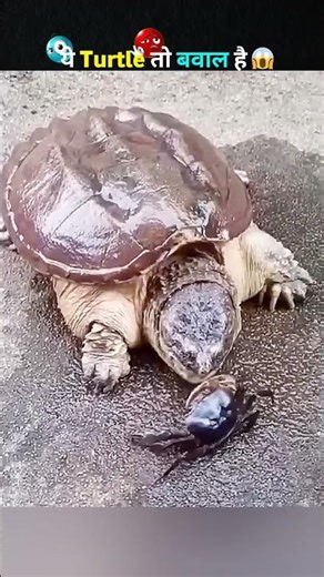 Snaping Turtle 🐢 | This turtle is a ruckus 😳 | #shorts #ytshorts