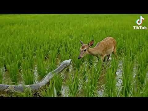 Anaconda Attacks Deer | Real Footage in Chinese Rice Field 🐍🦌