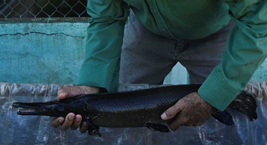 Cuban scientists race against time to save fish as old as the dinosaurs