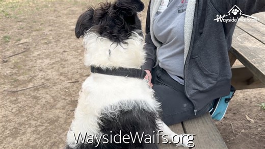 It's ADOPT-A-THON weekend at Wayside Waifs! Our doors open at 10am today for $35 pet adoptions all weekend! Watch to learn more! SHARE THE NEWS! See all the cuteness here https://waysidewaifs.org/adopt-a-pet/ Pet Adoption Hours April 12-14 Friday, April 12: 10am-7pm Saturday, April 13: 10am-5pm Sunday, April 14: 10am-5pm | Wayside Waifs