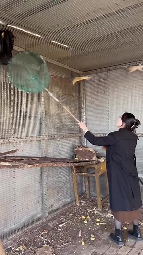 A cute little red-headed mouse held in the palm of your hand part 183 | Cute animal