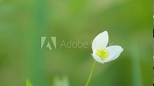 Windflower anemone nemorosa flower moving slightly on wind. Early-spring flowering plant in buttercup family ranunculaceae. Close up.