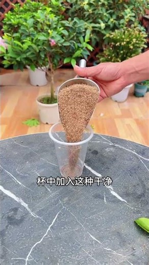 Master the Art of Schefflera Arboricola Cutting Techniques