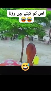 71K views · 317 reactions |  | Dear Diary | Facebook