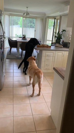 Labradors Counter Surfing Compilation